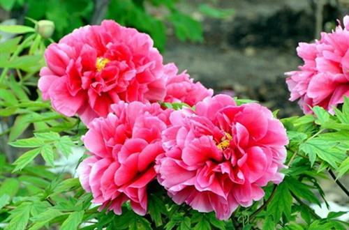 u=3748596196,176493495&fm=30&app=106&f=JPEG_副本.jpg