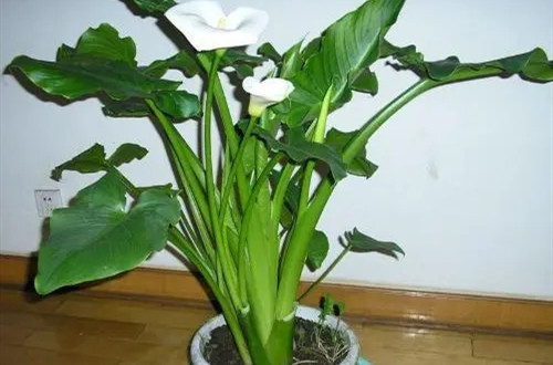 u=1892848117,754122282&fm=253&fmt=auto&app=138&f=JPEG.webp_副本.jpg