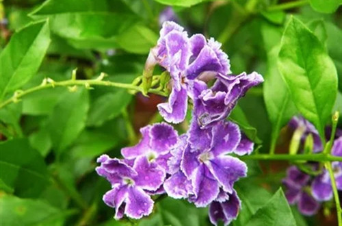 u=3125797156,514533174&fm=253&fmt=auto&app=120&f=JPEG.webp_副本.jpg