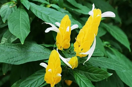 u=3099684299,3783703000&fm=253&fmt=auto&app=138&f=JPEG.webp_副本.jpg