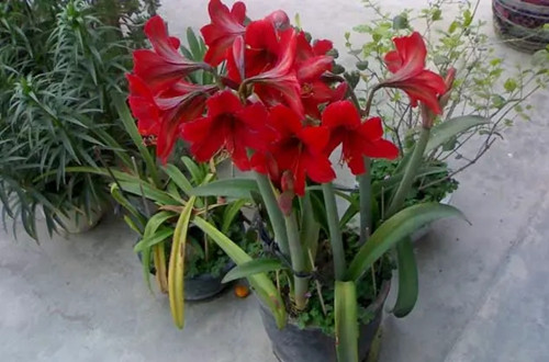 src=http___p.shancaoxiang.com_2020_0811_qrxy5lgyute214018.jpg&refer=http___p.shancaoxiang.webp_副本.jpg