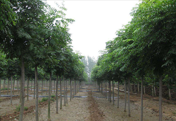 要做就做高端苗木，这6个品种可列入计划内！