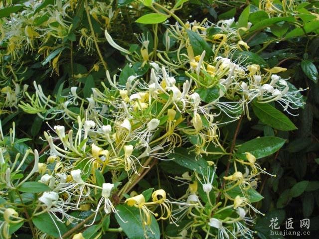 山银花