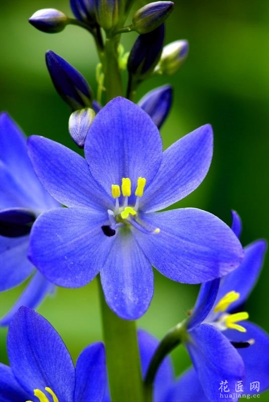 雨久花