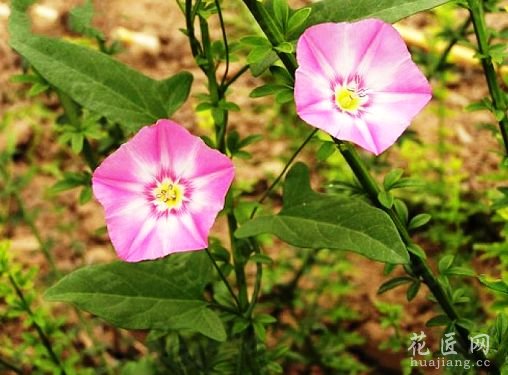 田旋花