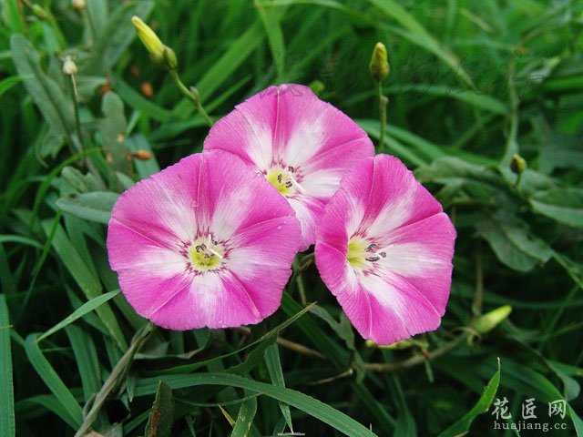 田旋花