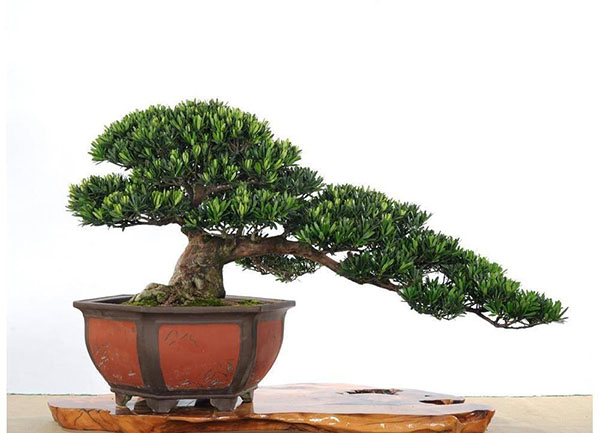 适合庭院种植的景观树