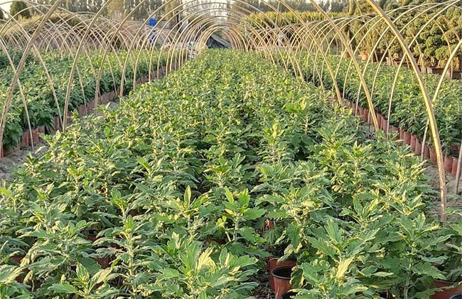观赏菊一亩多少钱利润?种植菊花能赚钱吗?