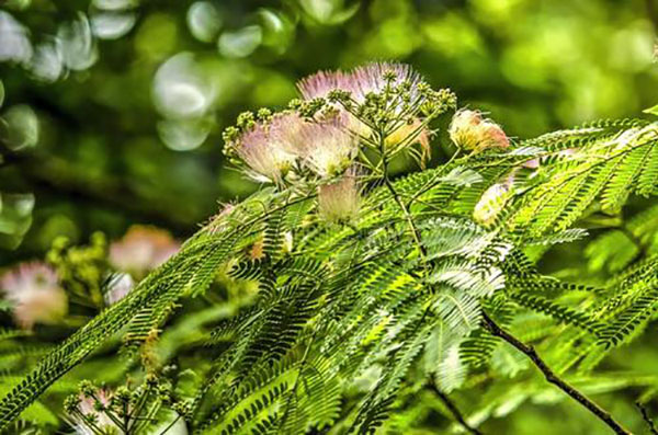 合欢树种植前景如何？合欢树市场前景