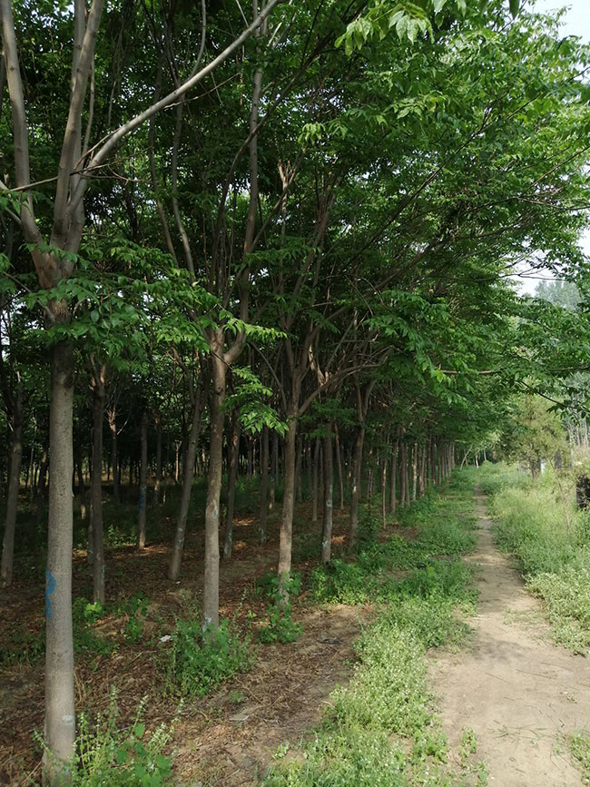 种植栾树前景怎么样?南栾树和北栾树哪个品种好?