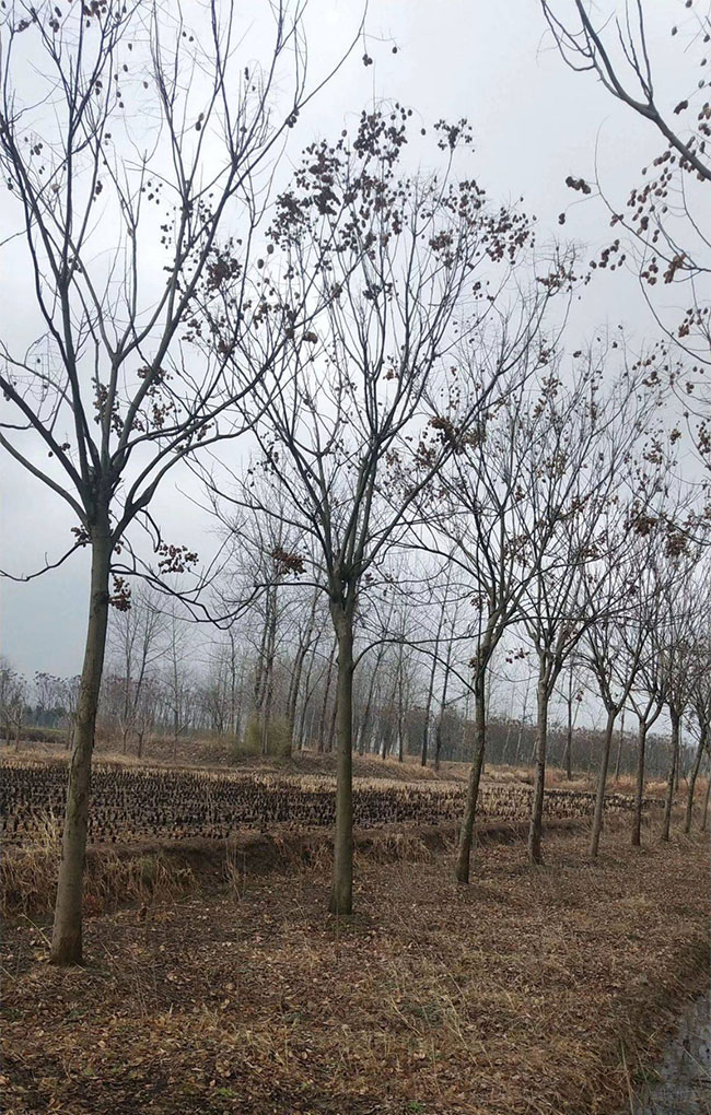 种植栾树前景怎么样?南栾树和北栾树哪个品种好?