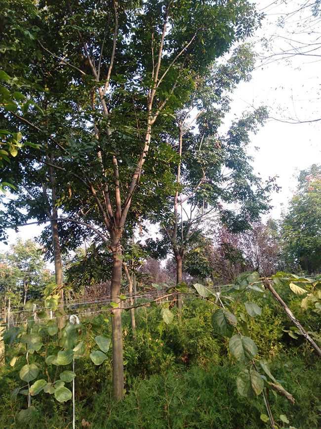种植栾树前景怎么样?南栾树和北栾树哪个品种好?