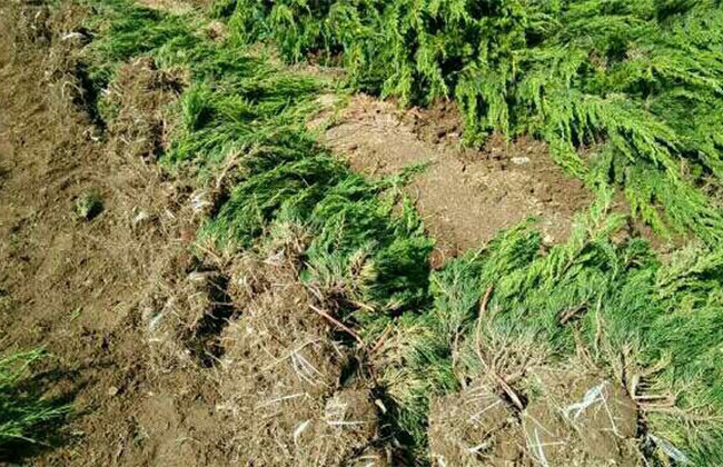 龙柏树苗价格 龙柏树种植前景分析(图文)