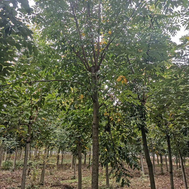 黄山栾树缺点有哪些?黄山栾树的应用价值