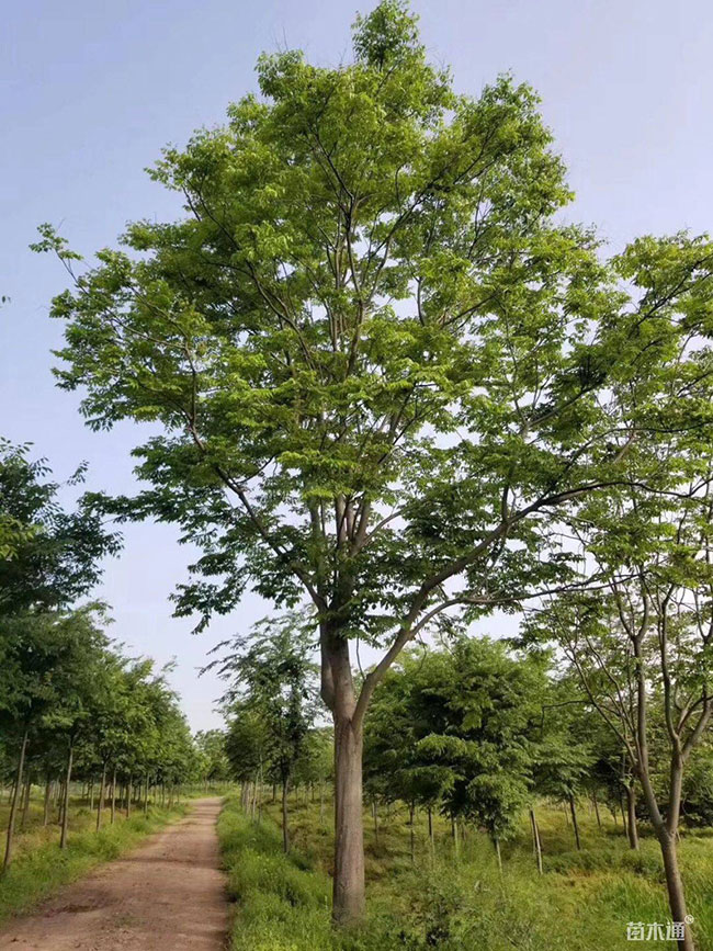 北栾树的前景如何?北栾树的种植前景