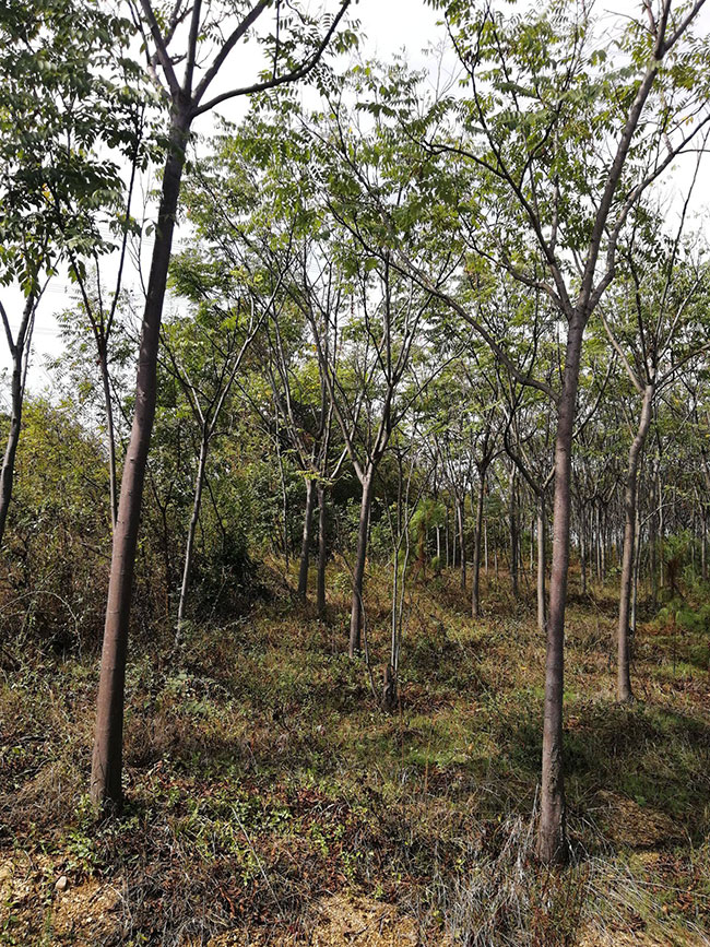 黄山栾树花语是什么?黄山栾树简介