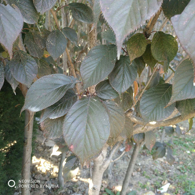 种植红叶樱花有前景吗?红叶樱花市场前景分析