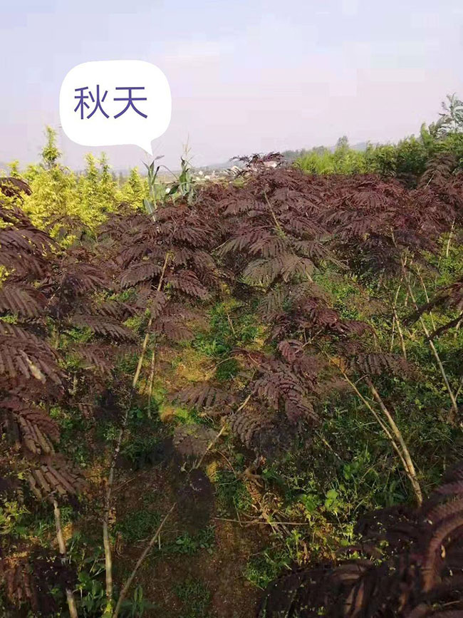 紫叶合欢树的前景如何?紫叶合欢市场前景分析