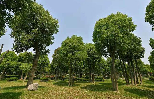 夏季苗木养护.jpg