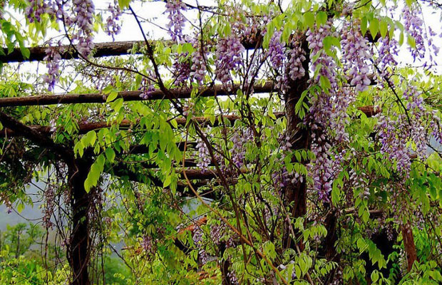 攀缘植物.jpg