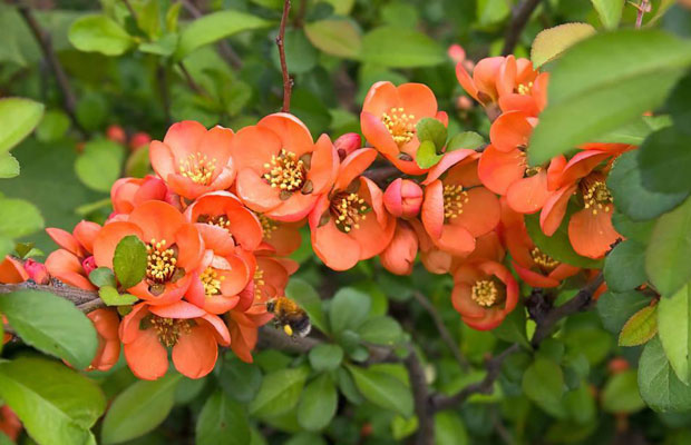 花灌木7.jpg