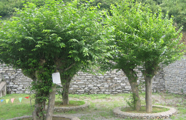 青檀.jpg