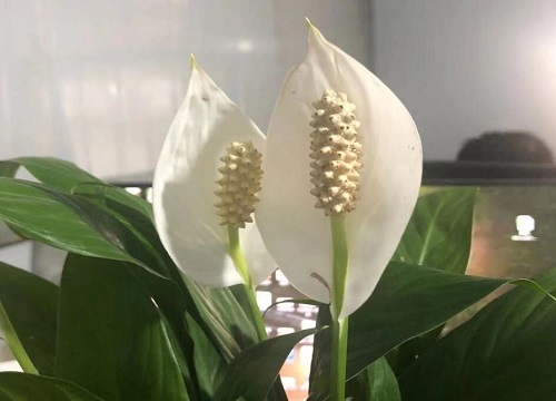 白掌究竟怎么养开花多