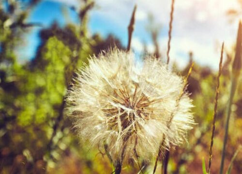 蒲公英属于什么植物类型
