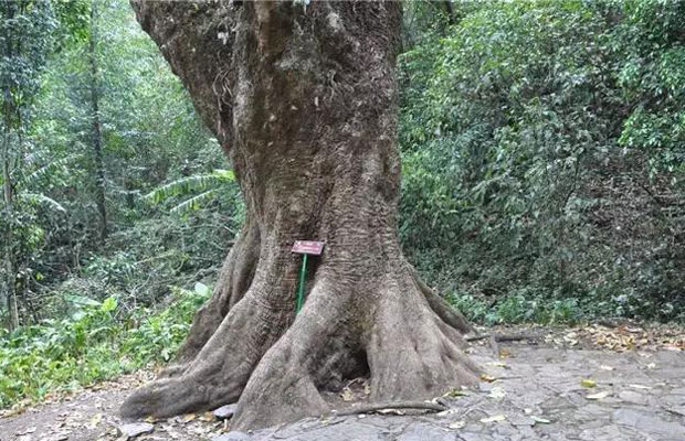 什么苗前景好？珍贵树种发展前景受肯定