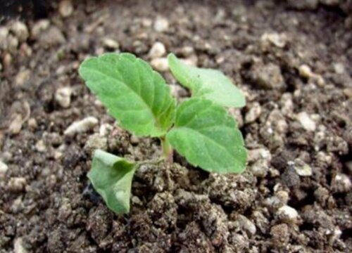 一串红是多年生植物吗