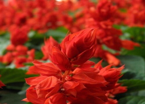 一串红是完全花吗