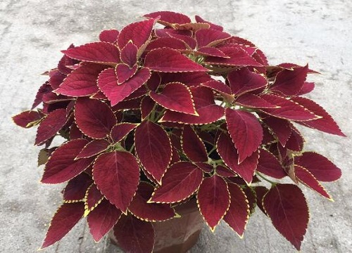 彩叶草怎么过冬天