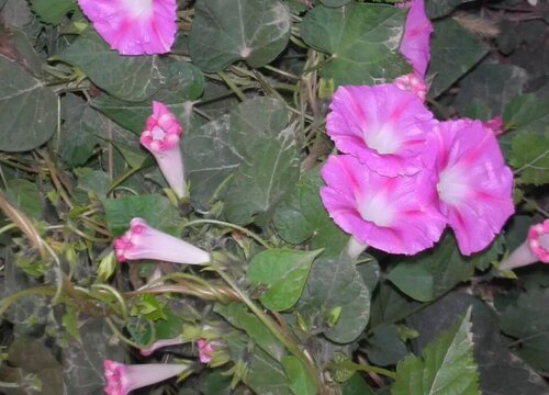 牵牛花如何养护爬藤快
