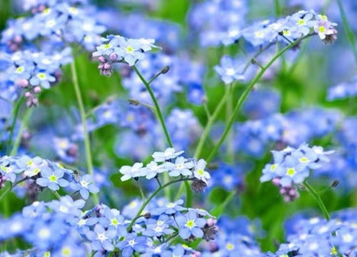 勿忘我花语和寓意 象征着什么意思