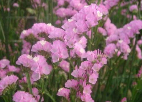 勿忘我代表什么花语