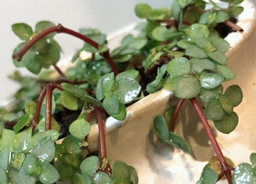 怎样才能把冷水花养护好