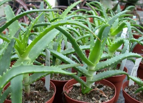 芦荟长得慢怎么办怎样才能让芦荟长得很肉很肥