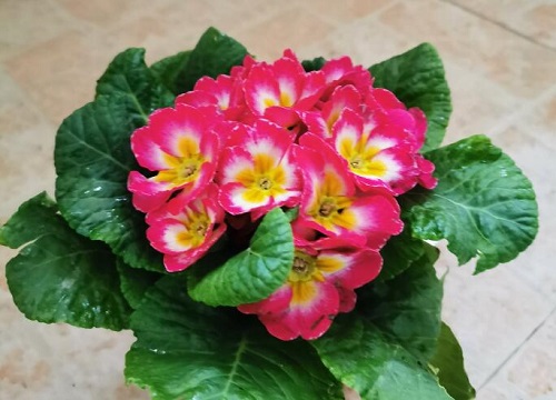 报春花怎样组盆组盆技巧