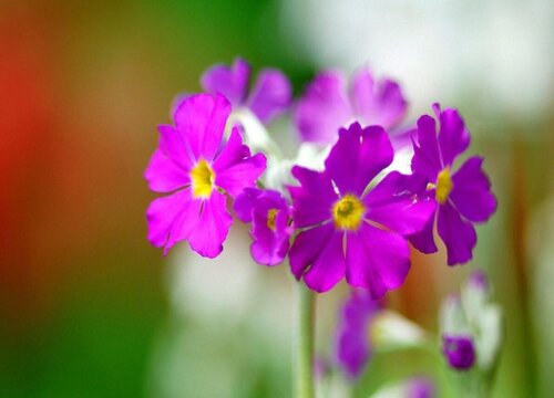 报春花又叫什么花