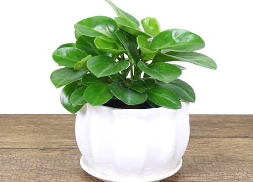 豆瓣绿是多肉植物吗