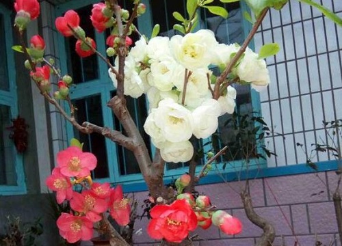 四季海棠花期是什么时候