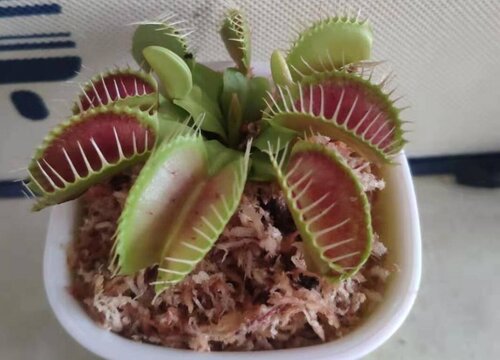 捕蝇草属于什么植物类型
