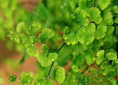 铁线蕨是水生植物吗