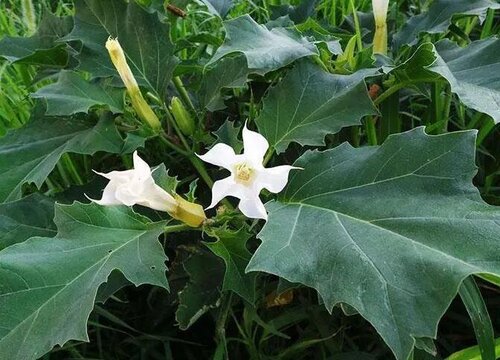 曼陀罗花语及代表意义