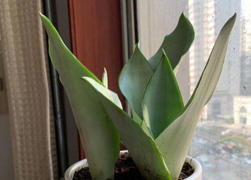 虎皮兰如何预防虎纹慢慢退化
