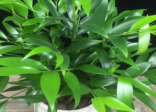 竹柏一年能长多高