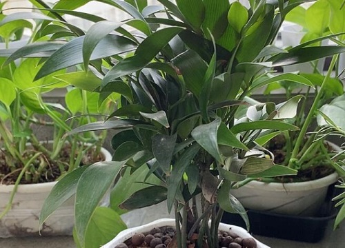 竹柏耐阴吗