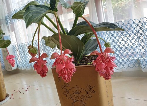 宝莲灯花一年开几次花