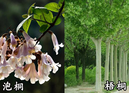 泡桐和梧桐是一种树吗