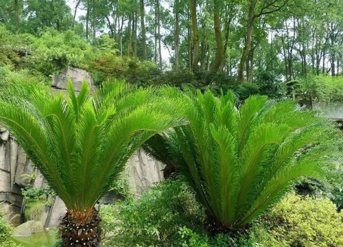 苏铁是裸子植物吗